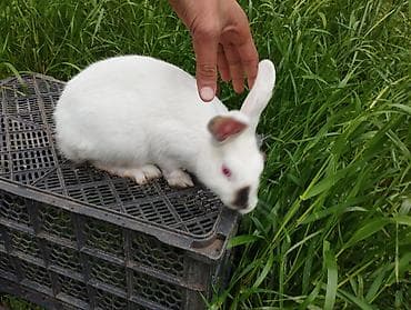 heyvanlar quşlar: Ağ rəngli ev dovşanı - Növ: Ev dovşanı - Rəng: Qar kimi ağ, burun — 2