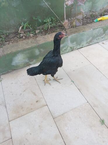 inək cinsləri: Toyuq, Damazlıq — 4