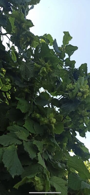 20ci sahe kiraye ev: 100 sot, Biznes üçün, Barter mümkündür, Kupça (Çıxarış) — 13