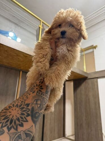 мальтипу купить: 4 ay, Dişi, Peyvəndli, Ünvandan götürmə — 12