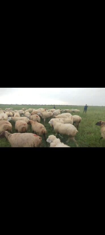 bakida cins ineklerin satisi: Dişi, il: 1, 50 kq, Damazlıq, Ünvandan götürmə — 6