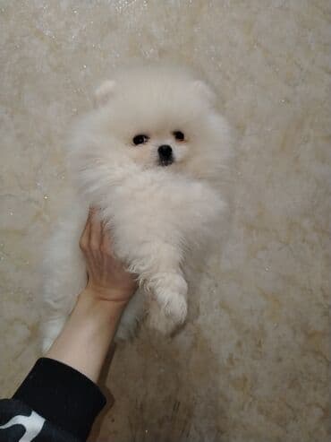 heyvan bazarı: Şpitz, Peyvəndli — 5