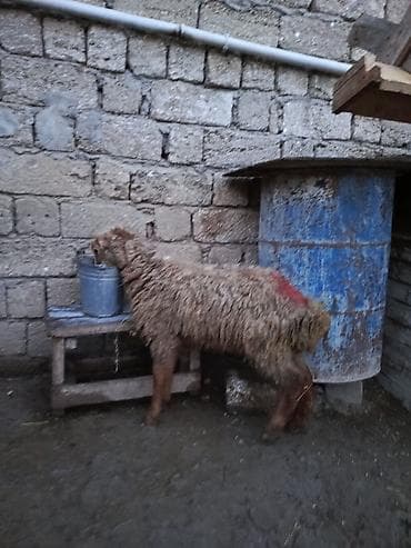 Balıq: Erkəy quzu — 1