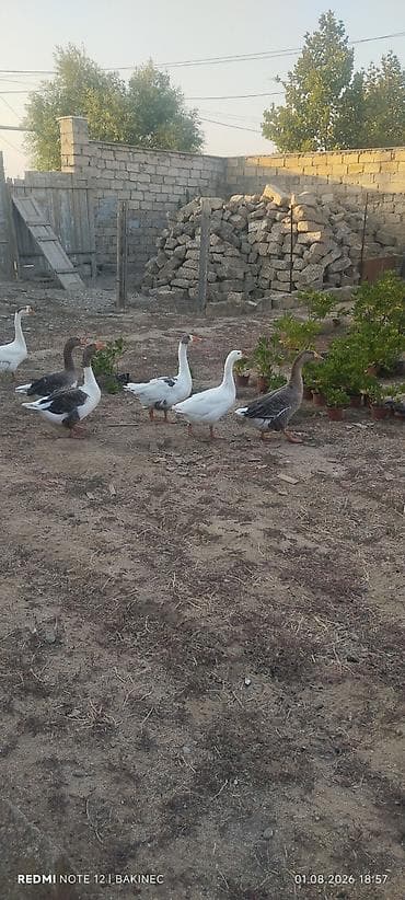 qu qazı: Qaz sürüsü – yerli - Növ: ev qazı, yerli qarışıq cinslər - Rənglər — 8