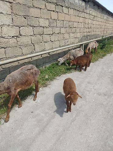 qoyun qiymətləri: Uc ana uc. balla bir ana bir balla qiymet. 350 m cavan qoyunlardi — 5