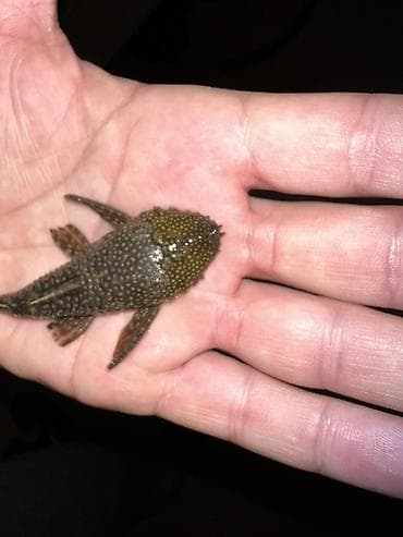 Аквариумные аксессуары и принадлежности: Akvarium balığı – Hypostomus plecostomus (bristlenose/“sucker” tipli — 8