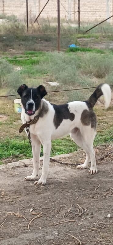 отдам в хорошие руки маленькую собачку: Qurdbasar, 1 il, Erkek, Peyvəndli, Rayonlara çatdırılma — 1