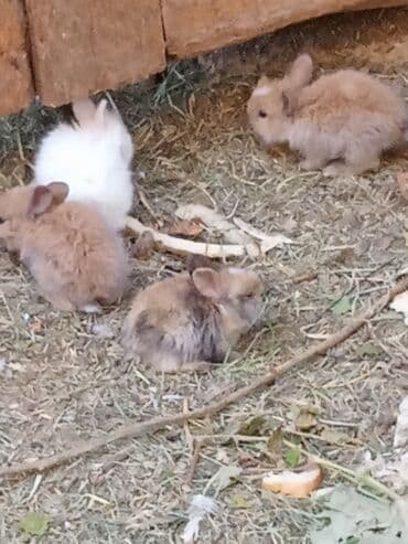 dovşanlar karlik: Sort kroluk karlik tüklü balaca qalan karlik dovşanlar dovsan əsil — 5