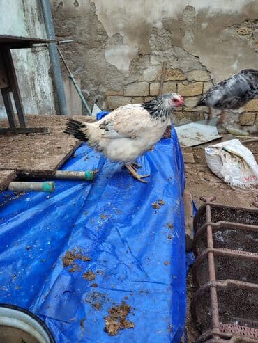 Inəklər, öküzlər: Toyuq, Adler, Ətlik — 8