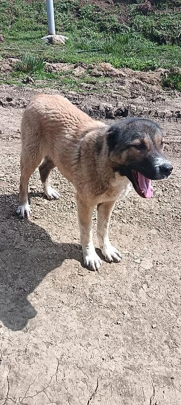 itlerin satisi ve qiymetleri: Qurdbasar, 10 ay, Dişi — 2