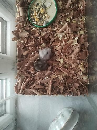 Akvariumla birge su qabi falan. Adlari duti ve pöpü hazir cutdü