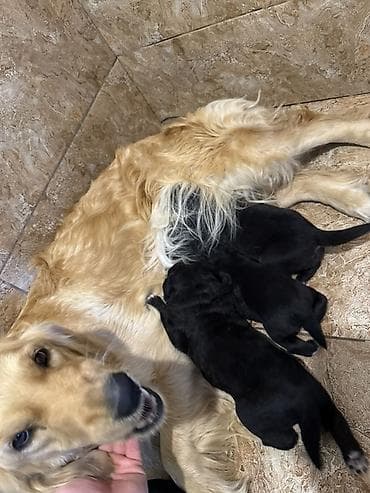 Labrador Retriver 50 gunluk balalar tam saglamdirlar qurd dermanlari