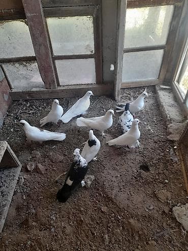 danisan qus: Salam goyercinler tecili satilir optum. qiymet ucun elaqe saxlayin — 1