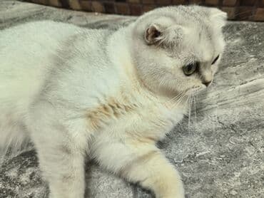 Akvariumlar: Şotland yastı qulaq, Dişi, Yaxşı əllərə — 1