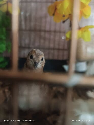 bıldırcın: 1 erkek 2 dişi çin bildirçinləri satılır yumurtayan quşlardı qiymet 3 — 3