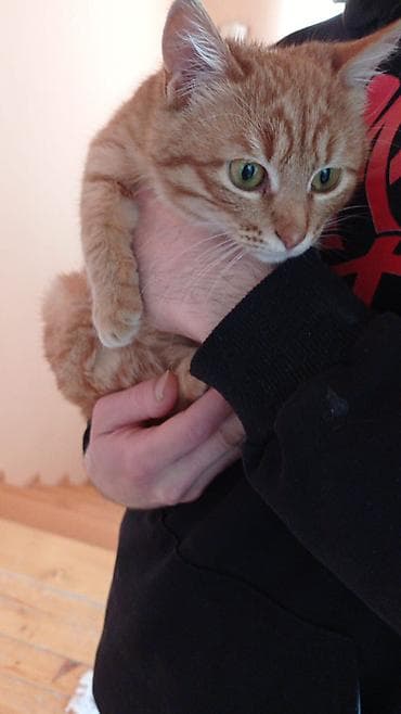 qax heyvanlar: Şotland yastı qulaq, Erkək, Dişi, Yaxşı əllərə, Ödənişli çatdırılma, Ünvandan götürmə, Pulsuz çatdırılma — 4