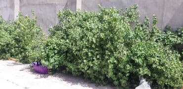 kirayr evler: 100 kv. m, 3 otaqlı, Qaz, İşıq, Su — 15