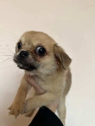 it cütləşdirmək: Pekines — 4