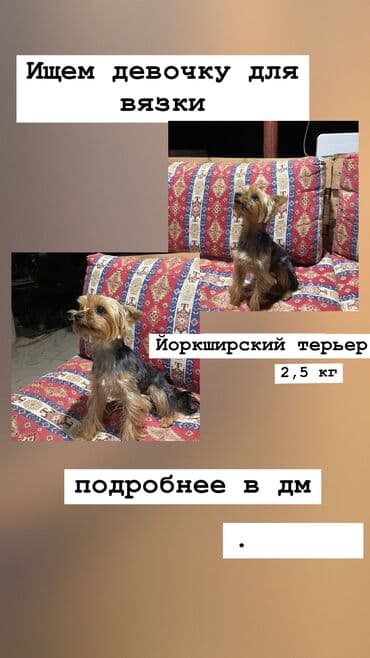 для вязки: Йоркширский терьер, 3 годa, Самец, Для вязки — 1