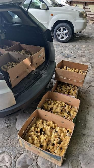Pekin ordeyi tam saglam vəziyyətdə 1 heftelik qiymət 1.70 qəp cox