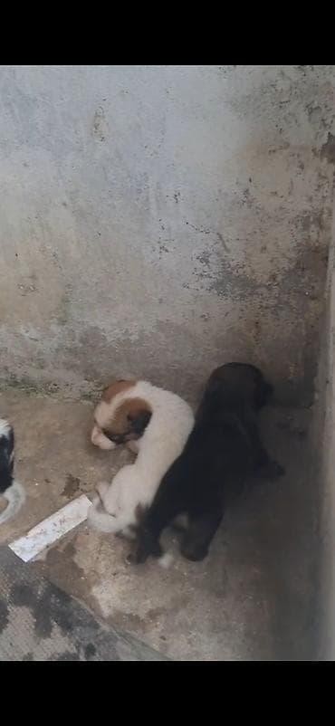dog: 2 ay, Peyvəndli — 4