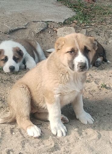 собаку объявление продам: Гурдбасар, 2 месяца, Самец, С прививками, Самовывоз — 6