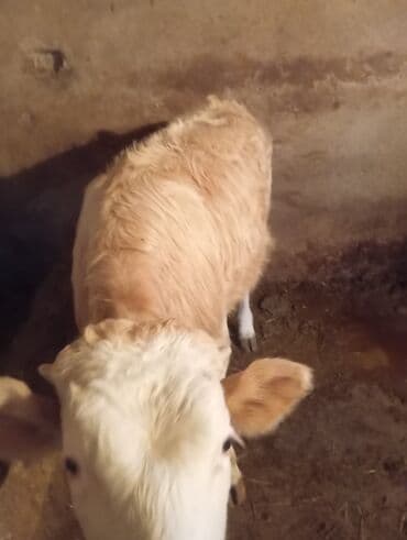 Сельхоз птицы: Erkek dana satılır unvan bine — 2