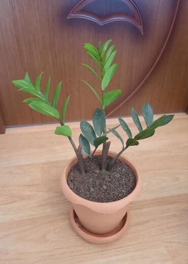 dekorativ otaq bitkiləri: Zamioculcas gülü (Dollar gülü) — 1