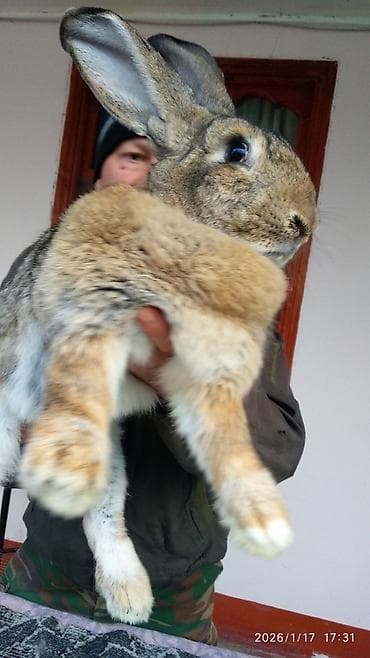 berde mal bazari: Flandr cinsli dovşanlar satılır. 2-3-4 aylıqlardı. Təmiz qandı. Ətlik — 8