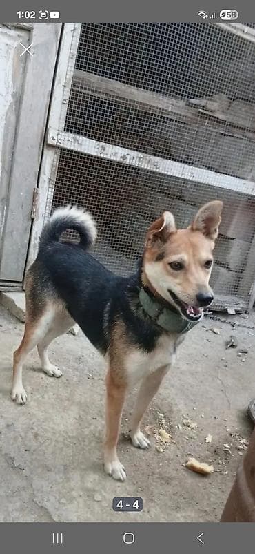 xaski it sekilleri: Zvonok, 2 ay, Dişi, Peyvəndli — 2