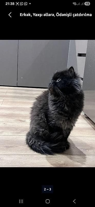 balaca ev itleri ve qiymetleri: Ünvandan götürmə — 5