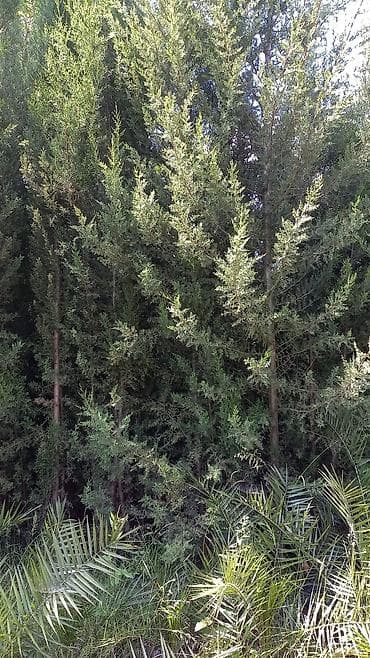 mal peyini: Bağ üçün dekorativ bitkilər - İynəyarpaqlı sıx kollar/kiçik ağaclar — 2