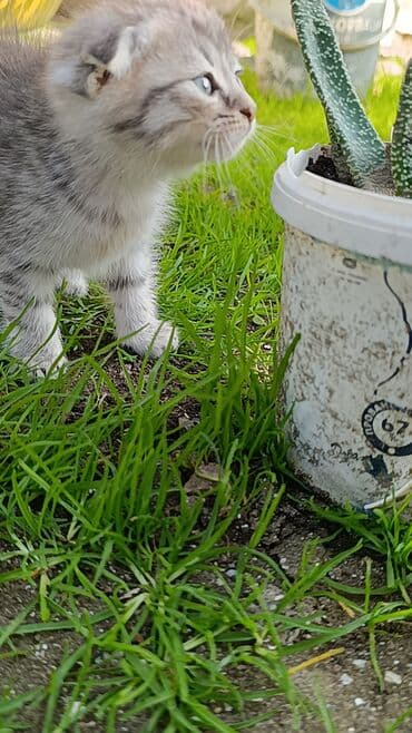 şirin pişik şəkilləri: Boz rəngli balaca pişik balası - Cins: ev pişiyi (qısa tüklü — 6