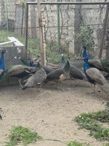 danişan quş: Tovuz quşları Dişi 575 manat Erkək 1050 manat Əlavə məlumat üçün əlaqə — 1