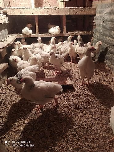 karlik dovsan satisi: Toyuq cücələri, Ətlik — 7