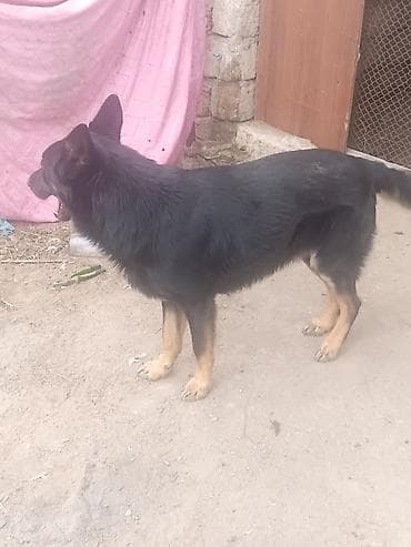 en iri it cinsi: Məhsul: it (erkək) Təsvir: - Orta-böyük ölçülü, qara rəngli tüklər — 2