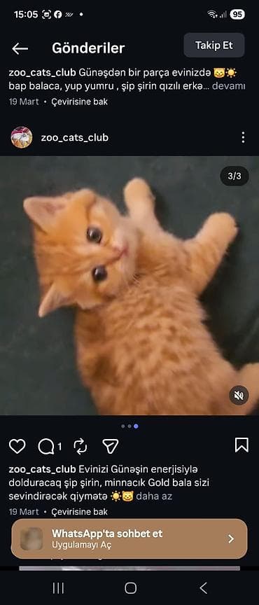 pisik latoku: Şotland — 5