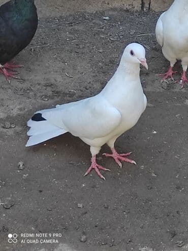 karella qusu: Qiymət razılaşma yolu ilə .ünvan Abşeron rayon Digah kəndi — 2