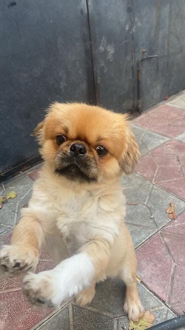 İtlər: Erkək təmiz pekinesdir tam sağlamdır cütləşdirməyə təmiz dişi pekines — 3