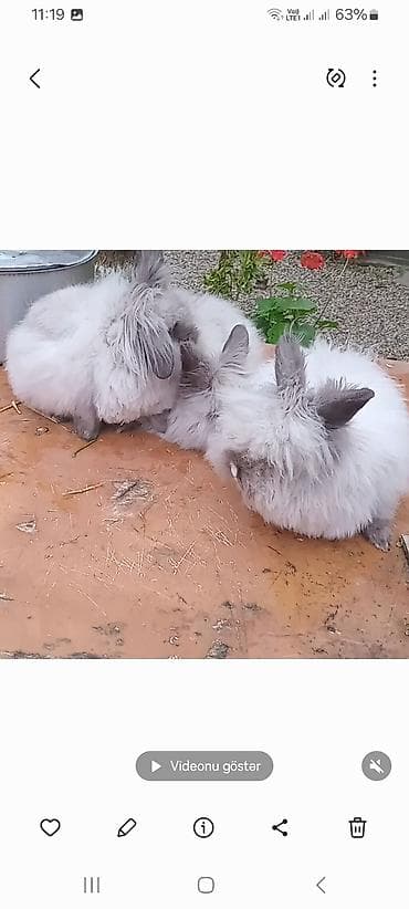 Atlar: Dekorativ dovşan balaları - Növ: dekorativ dovşan. bala. satılır — 5