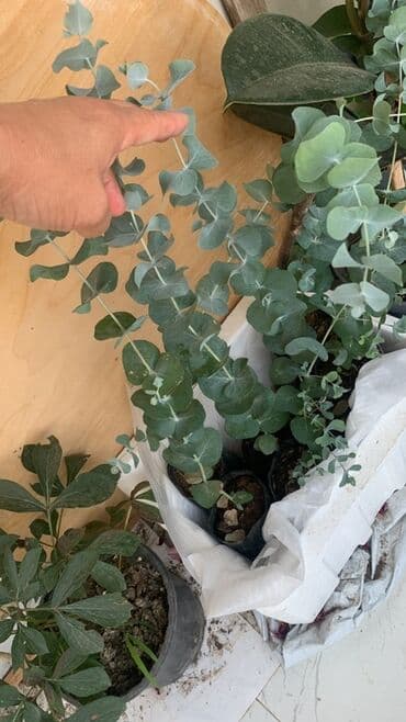 üzüm ağacı: Eucalyptus (Eucalyptus cinerea – Silver Dollar) fidanları - Növlər — 2