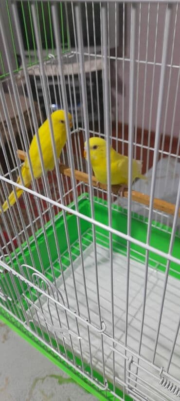 quş satisi: 1 aylıg qırmızı göz ələ öyrəşmiş quşdu
sumqayit — 7