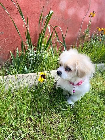Pekines, 5 ay, Erkek