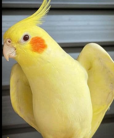 jako tutuquşunun digər adı: Salam Korella dişi alıram sarı rəngdə və 1 yaş olsun nə balaca nə — 1