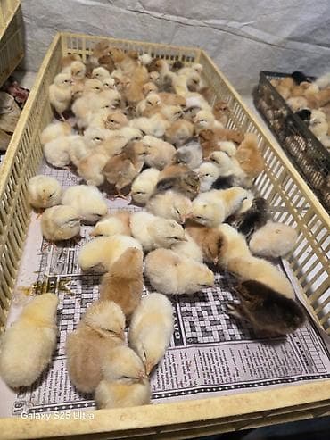 ataks cuceleri: Salam Allah herkesin coreyin versin. lider55 .Xarkov qenberi — 2