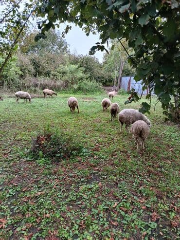 купить аквариум в баку: Bir neçə qoyun yaşıllıq sahəsində otlayır. Onların tünd qəhvəyi və ağ — 4