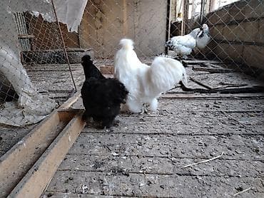yırtıcı quş: Toyuq, Damazlıq — 2