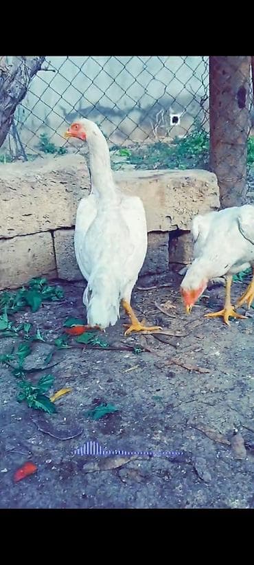 qax heyvan bazar: Toyuq, Damazlıq — 2