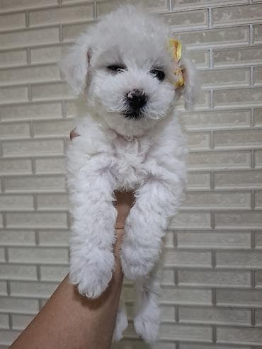 naxcivan heyvan elanlari: Bişon Frize, 2 ay, Dişi, Ünvandan götürmə — 3