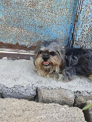 xasqi itləri: Pudel, 2 il, Erkek — 4